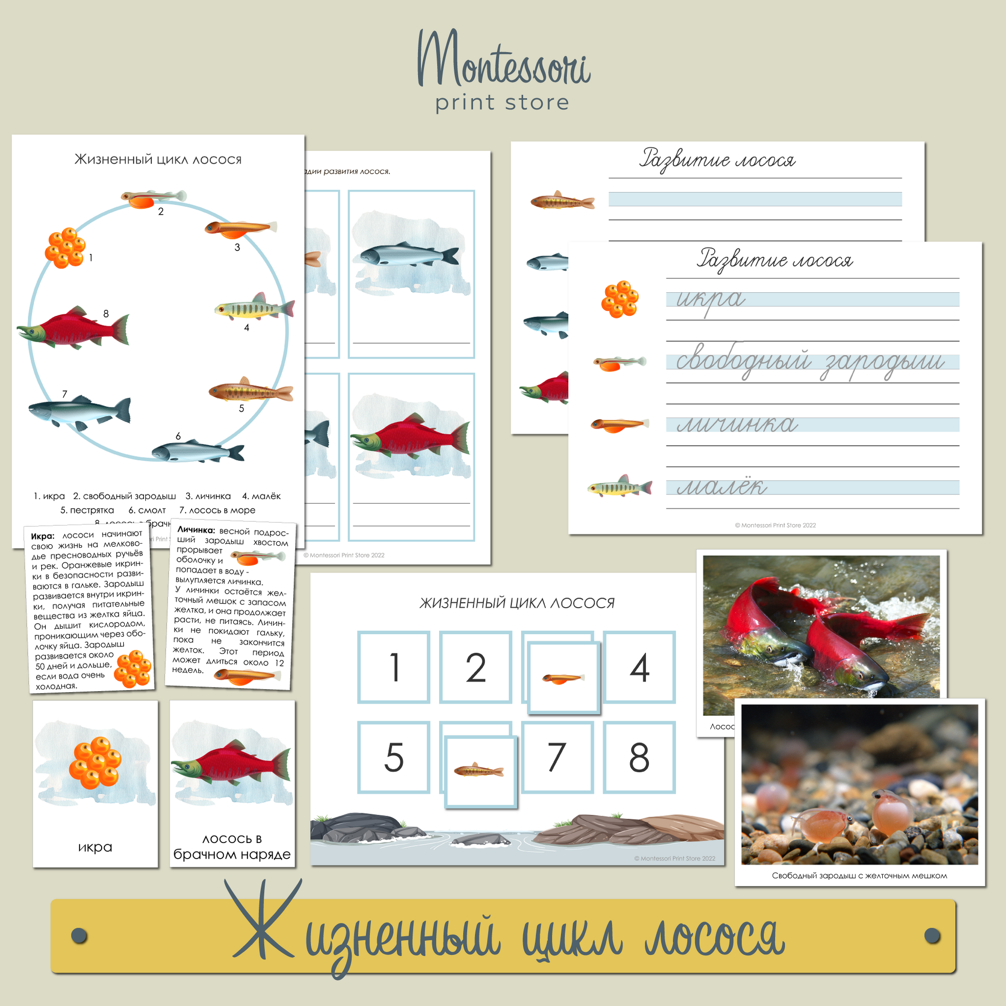 Жизненный цикл лосося - карточки Монтессори купить и скачать