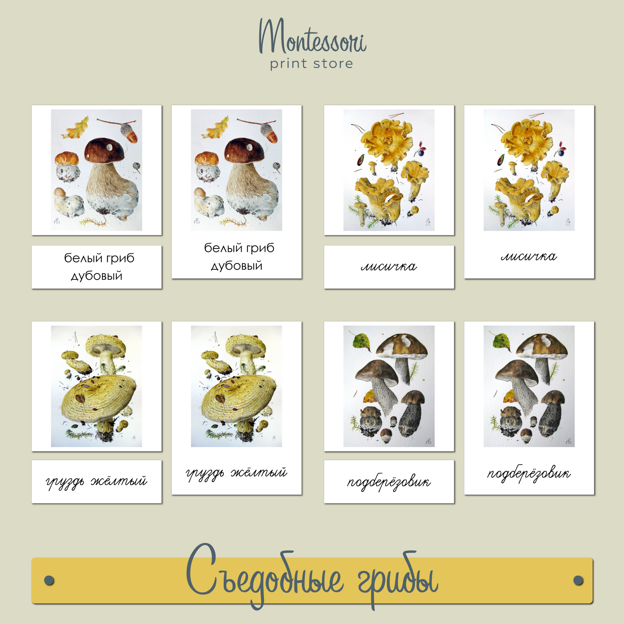 Съедобные грибы в акварелях Александра Вязьменского - карточки Монтессори купить и скачать