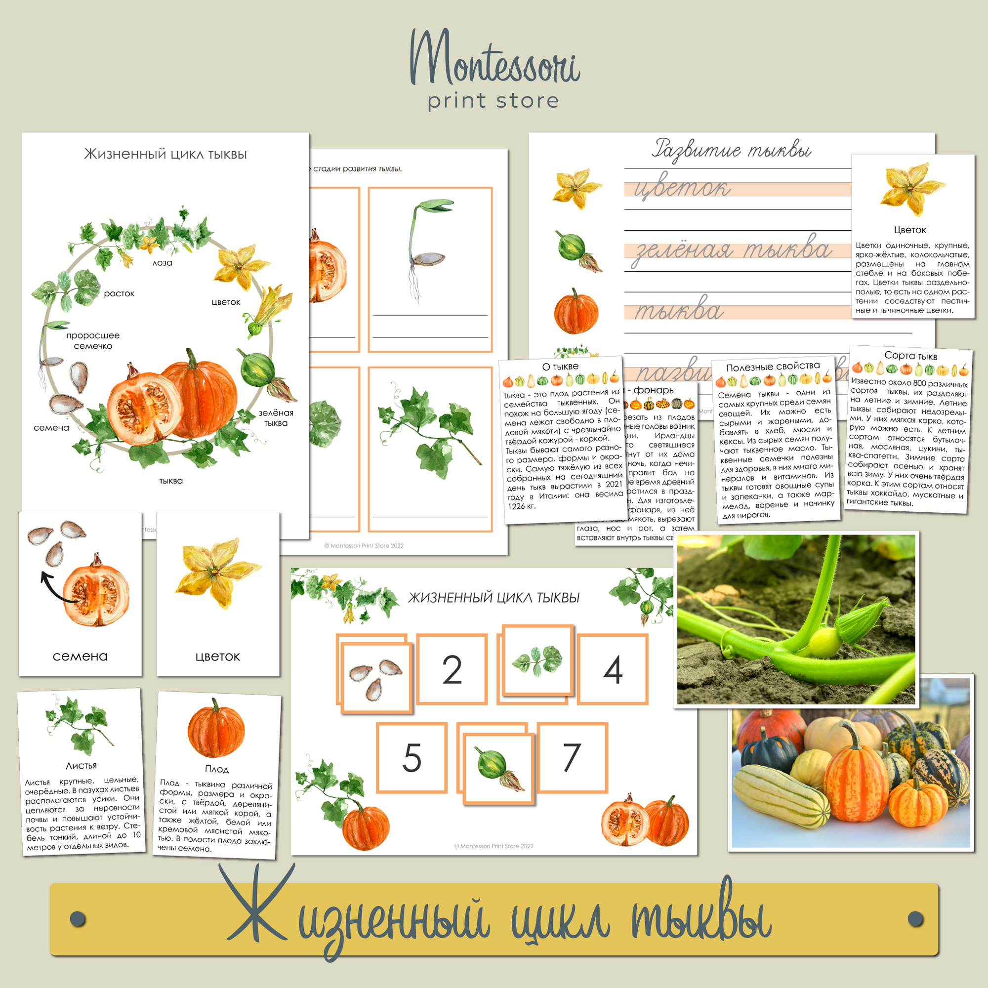 Жизненный цикл тыквы - карточки Монтессори купить и скачать