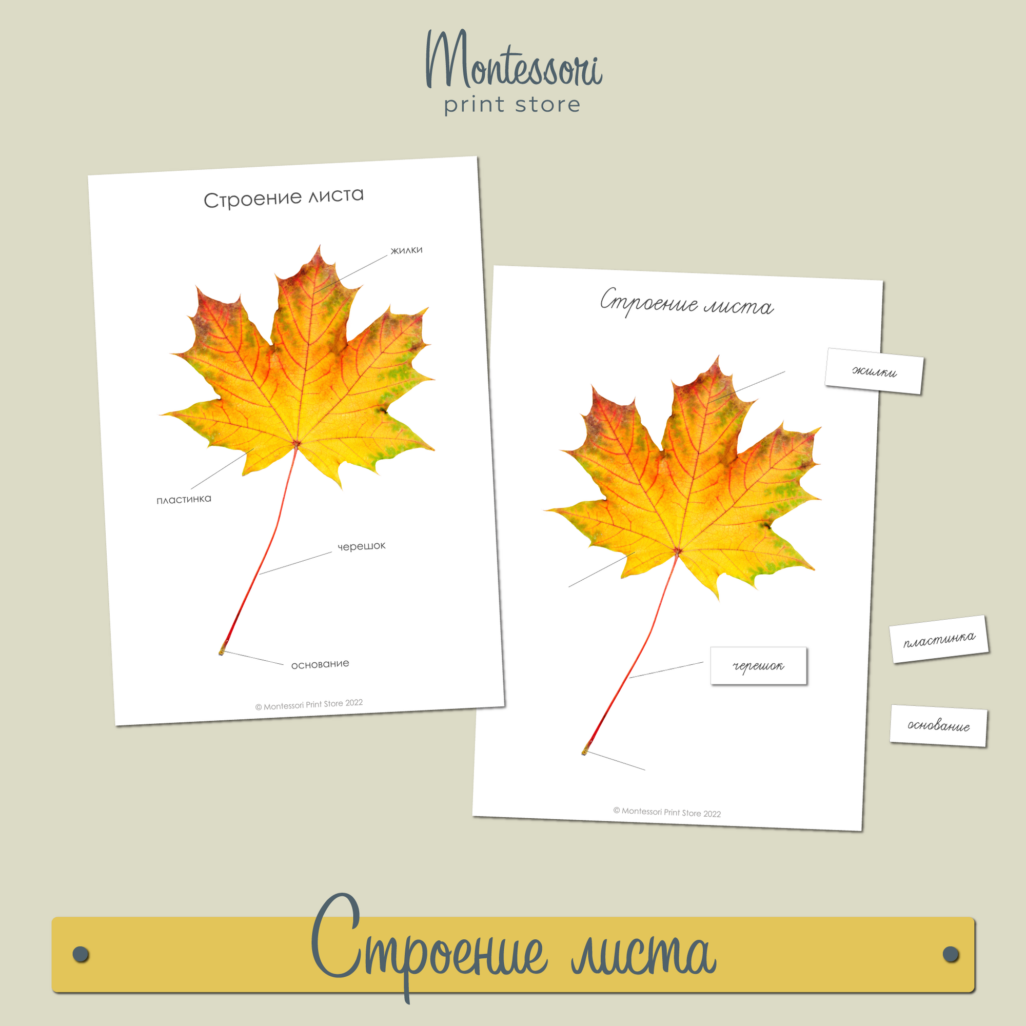 Строение листа - карточки Монтессори купить и скачать