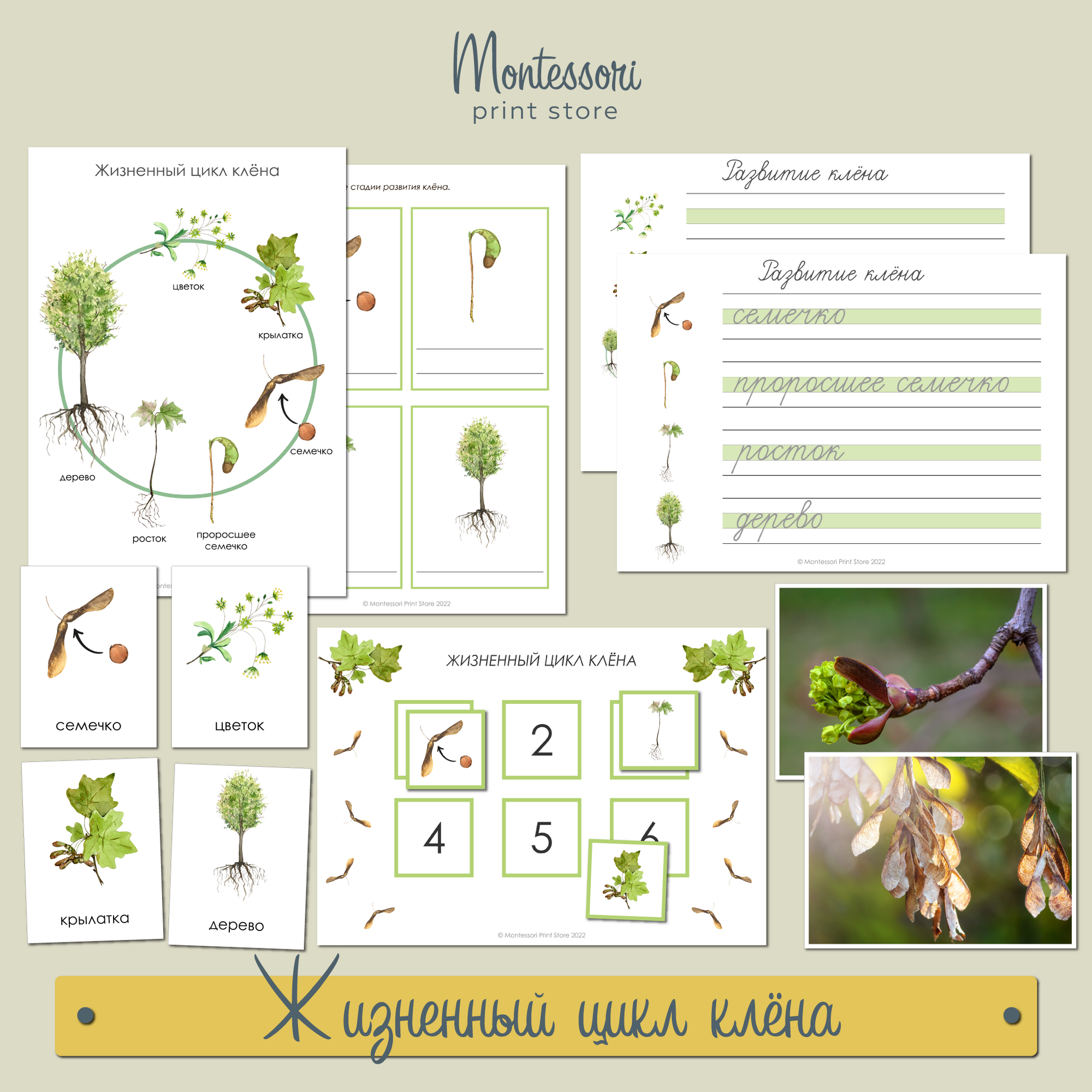 Жизненный цикл клёна - карточки Монтессори купить и скачать
