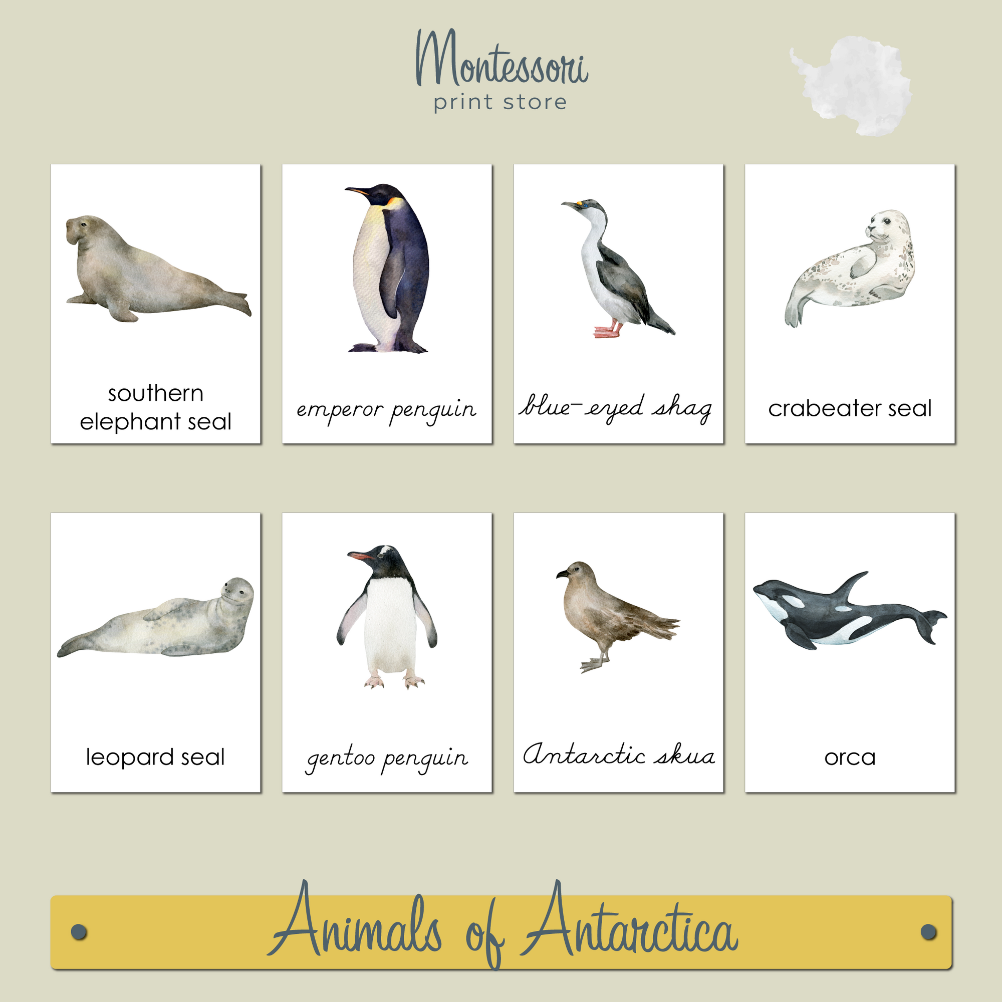 ANIMALS OF ANTARCTICA  3-PART CARDS - MONTESSORI NOMENCLATURE CARDS
