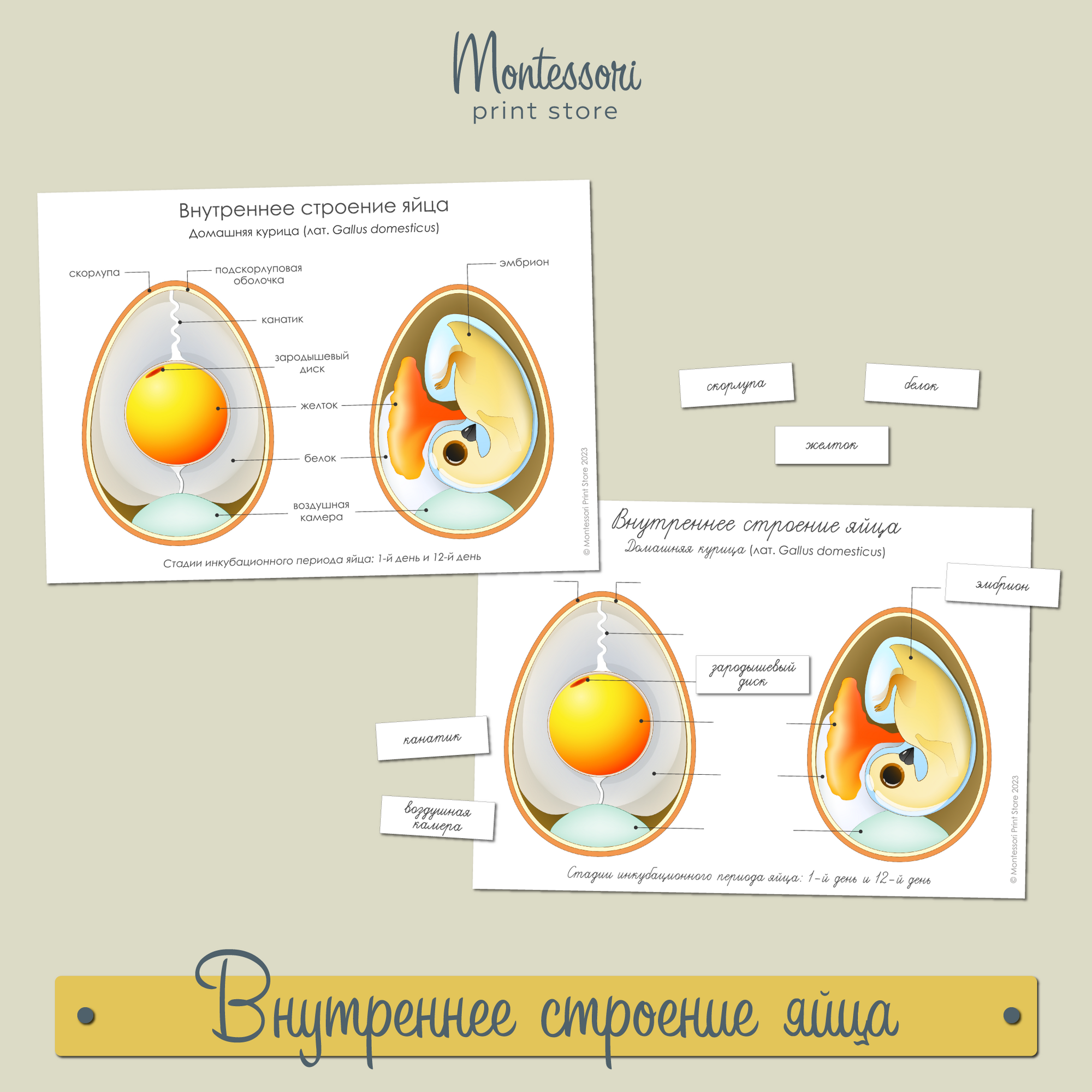 Внутреннее строение яйца - карточки Монтессори купить и скачать