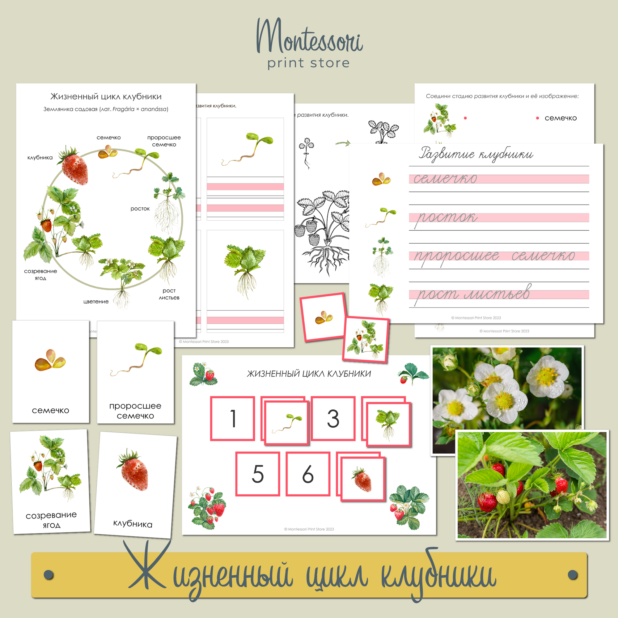 Жизненный цикл клубники - карточки Монтессори купить и скачать