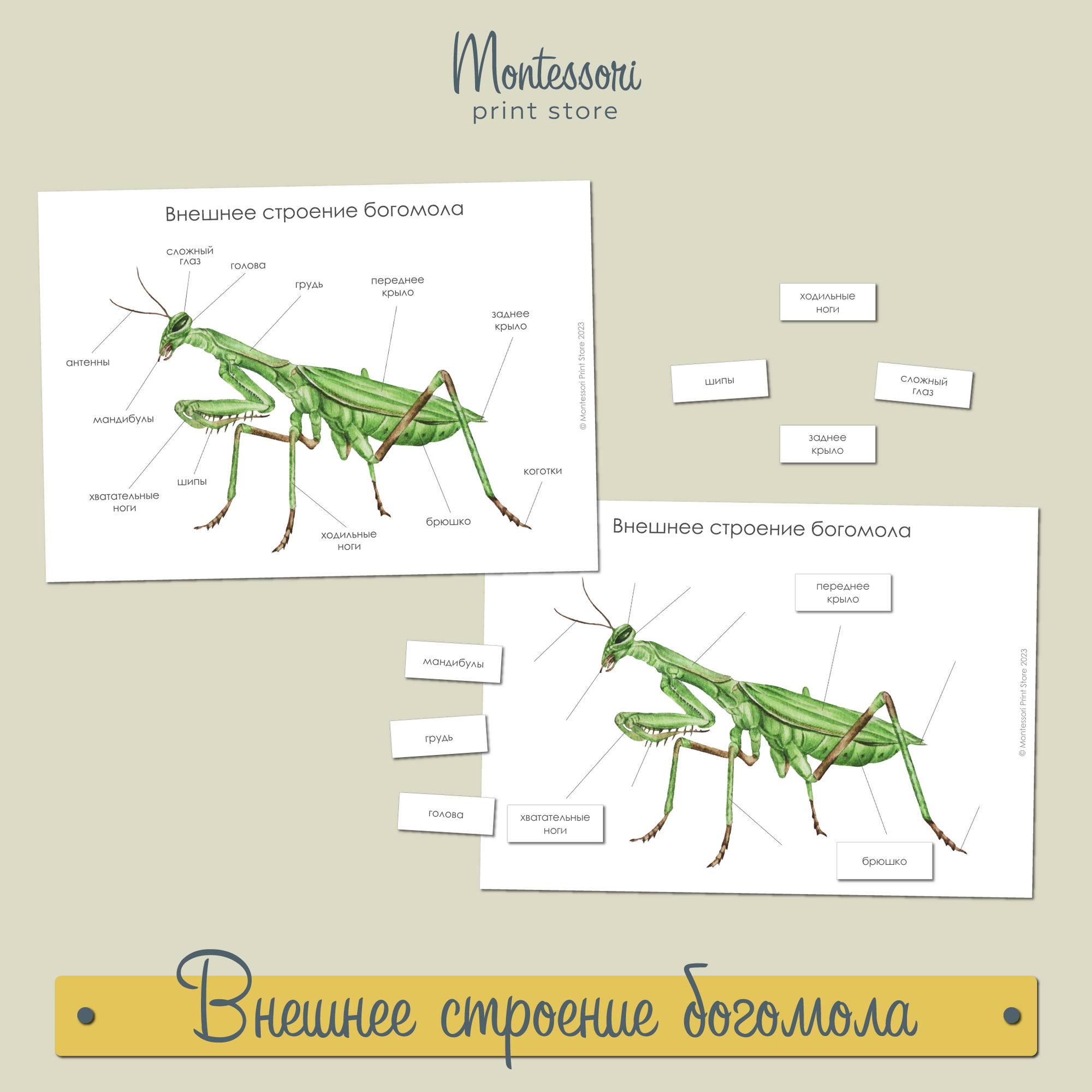 Внешнее строение богомола - карточки Монтессори купить и скачать