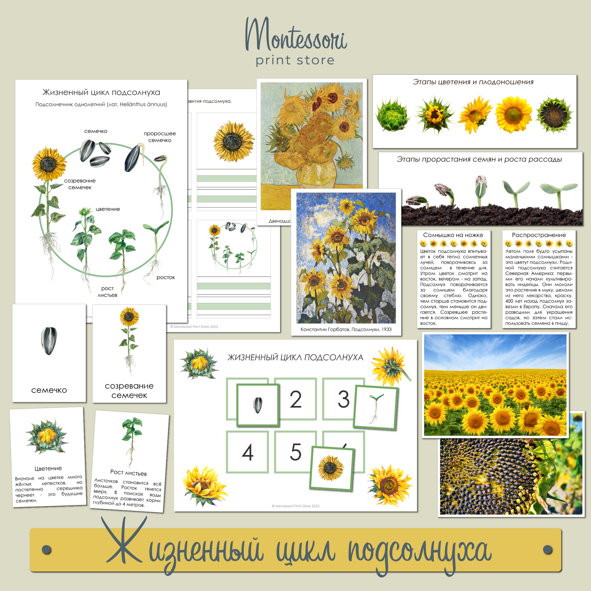 Жизненный цикл подсолнуха - карточки Монтессори купить и скачать
