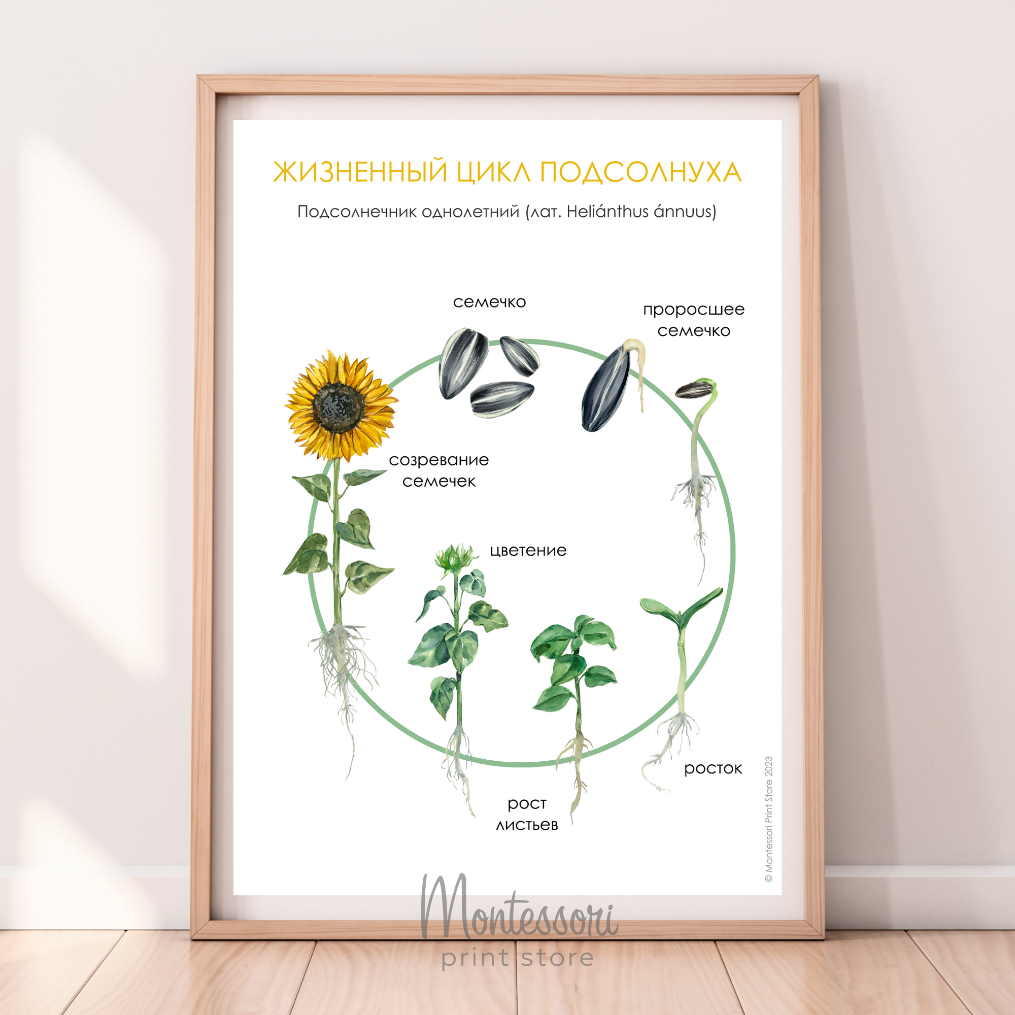 Жизненный цикл подсолнуха - плакат купить и скачать