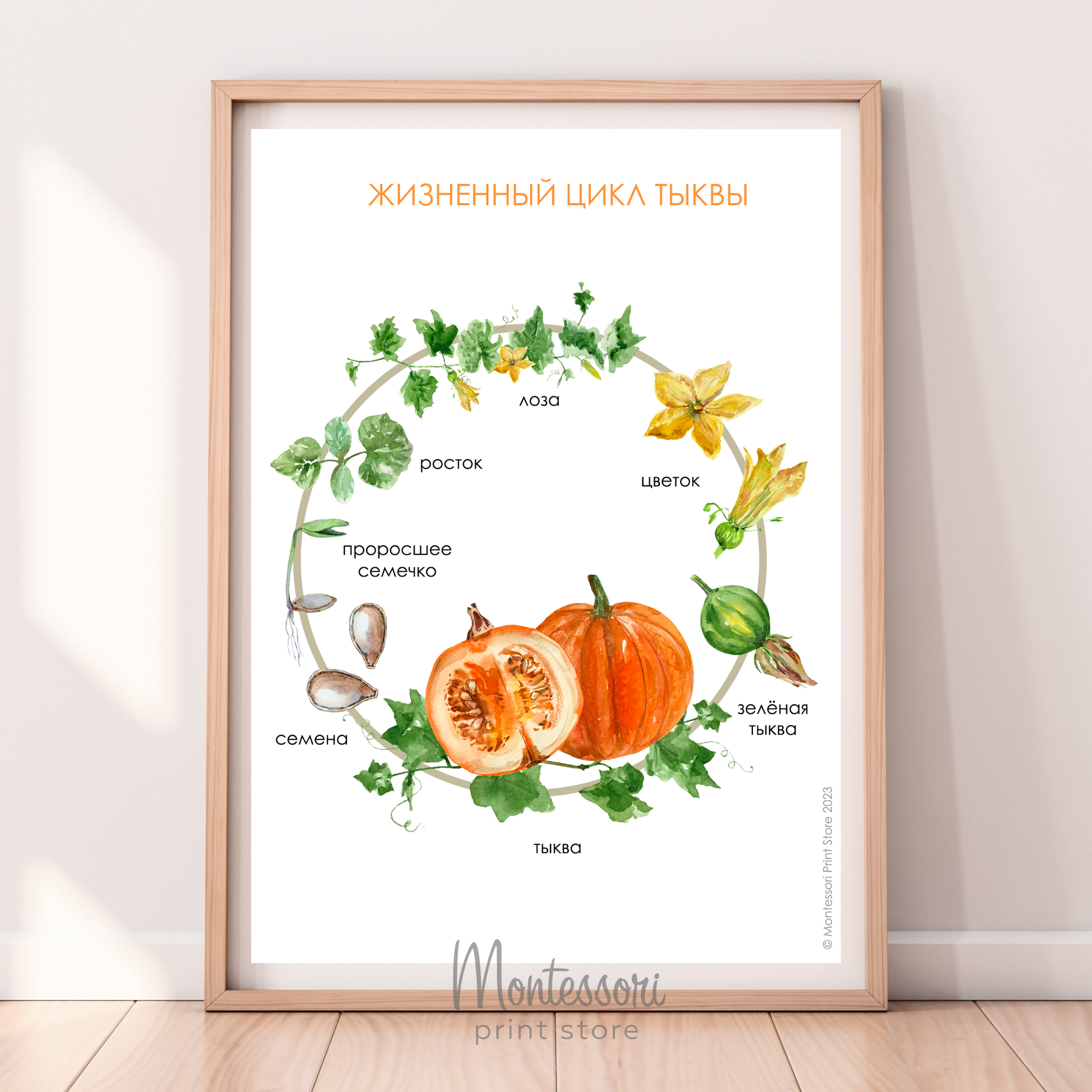 Жизненный цикл тыквы - плакат купить и скачать