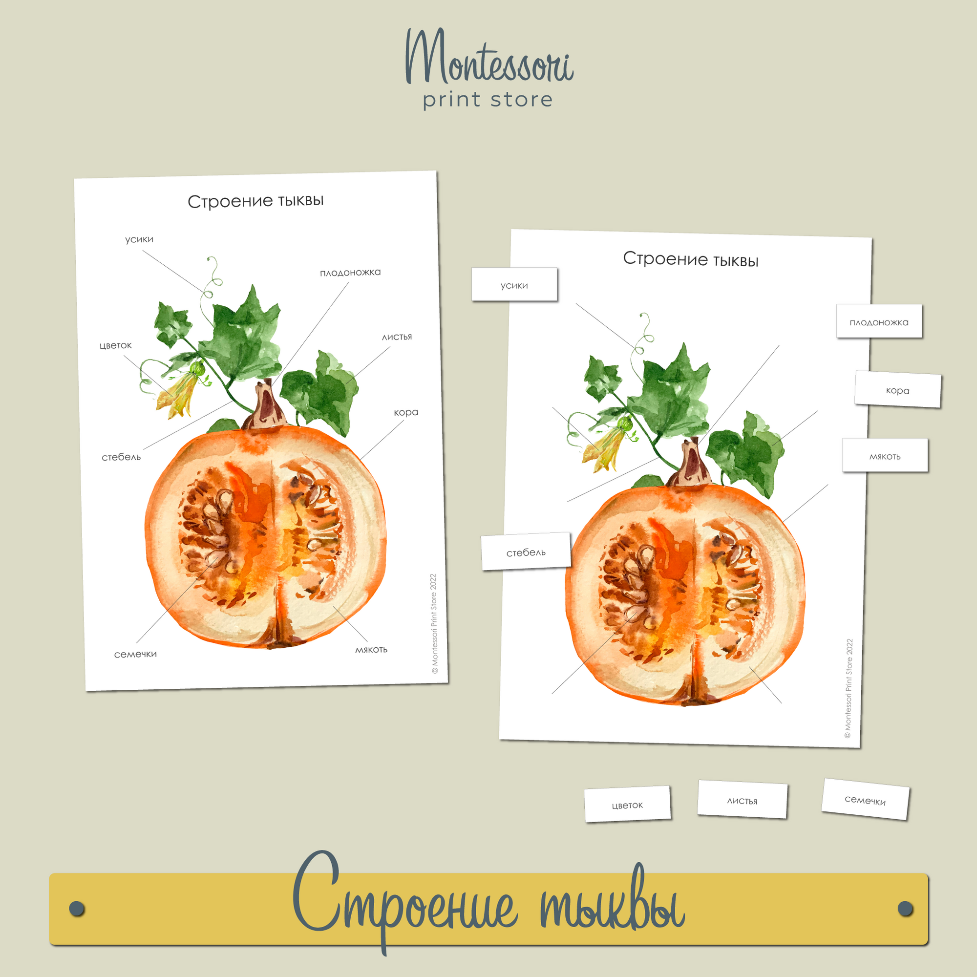 Внешнее строение тыквы - карточки Монтессори купить и скачать