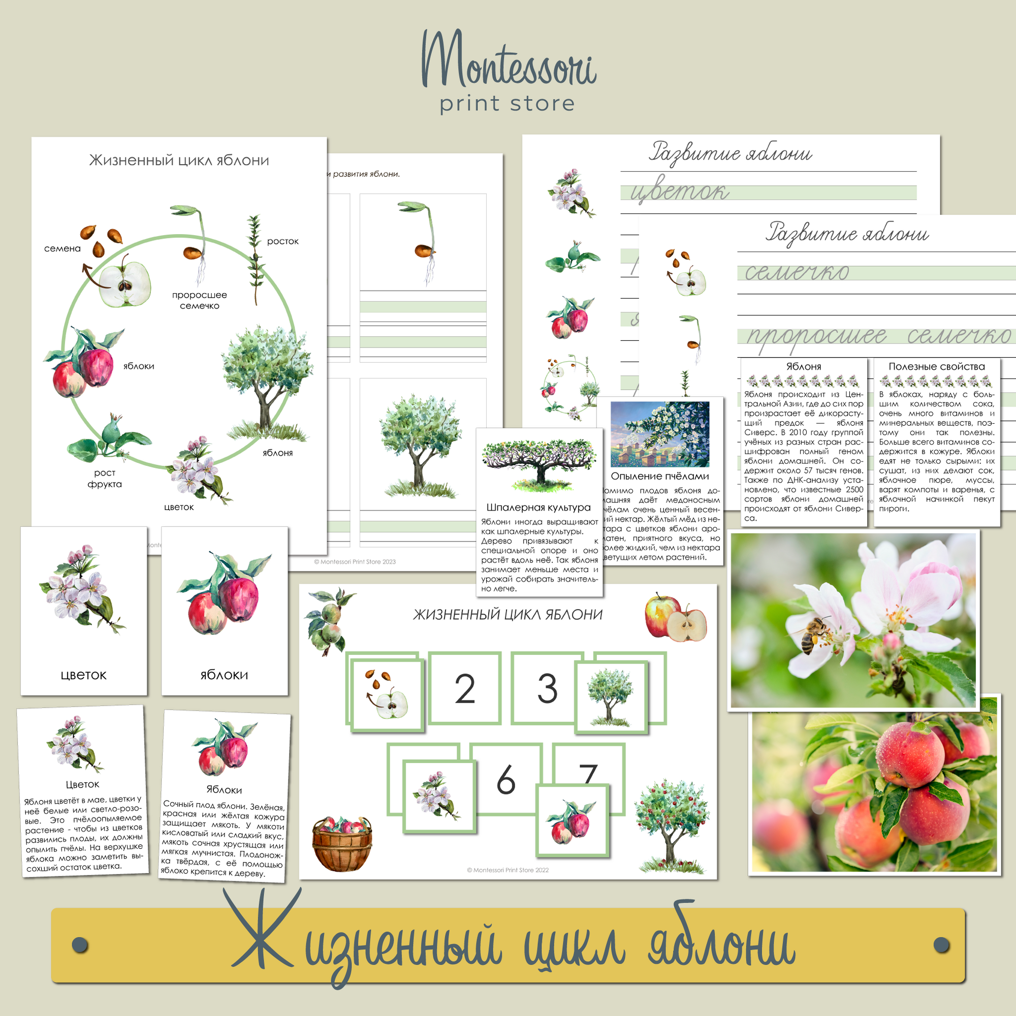 Жизненный цикл яблони - карточки Монтессори купить и скачать