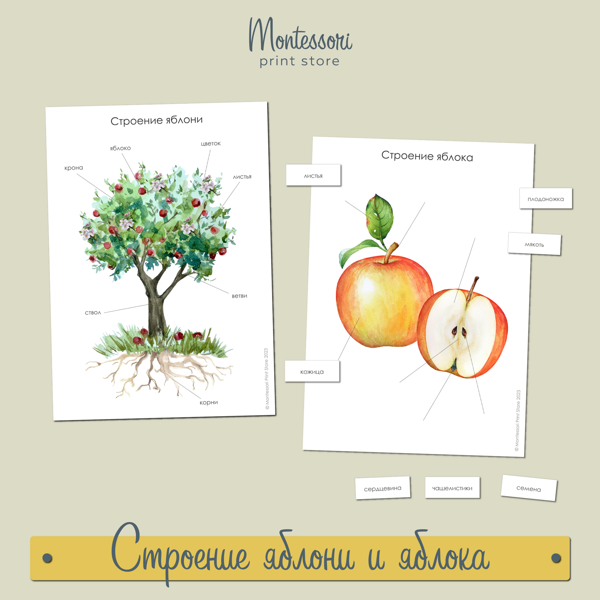 Внешнее строение яблони и яблока - карточки Монтессори купить и скачать