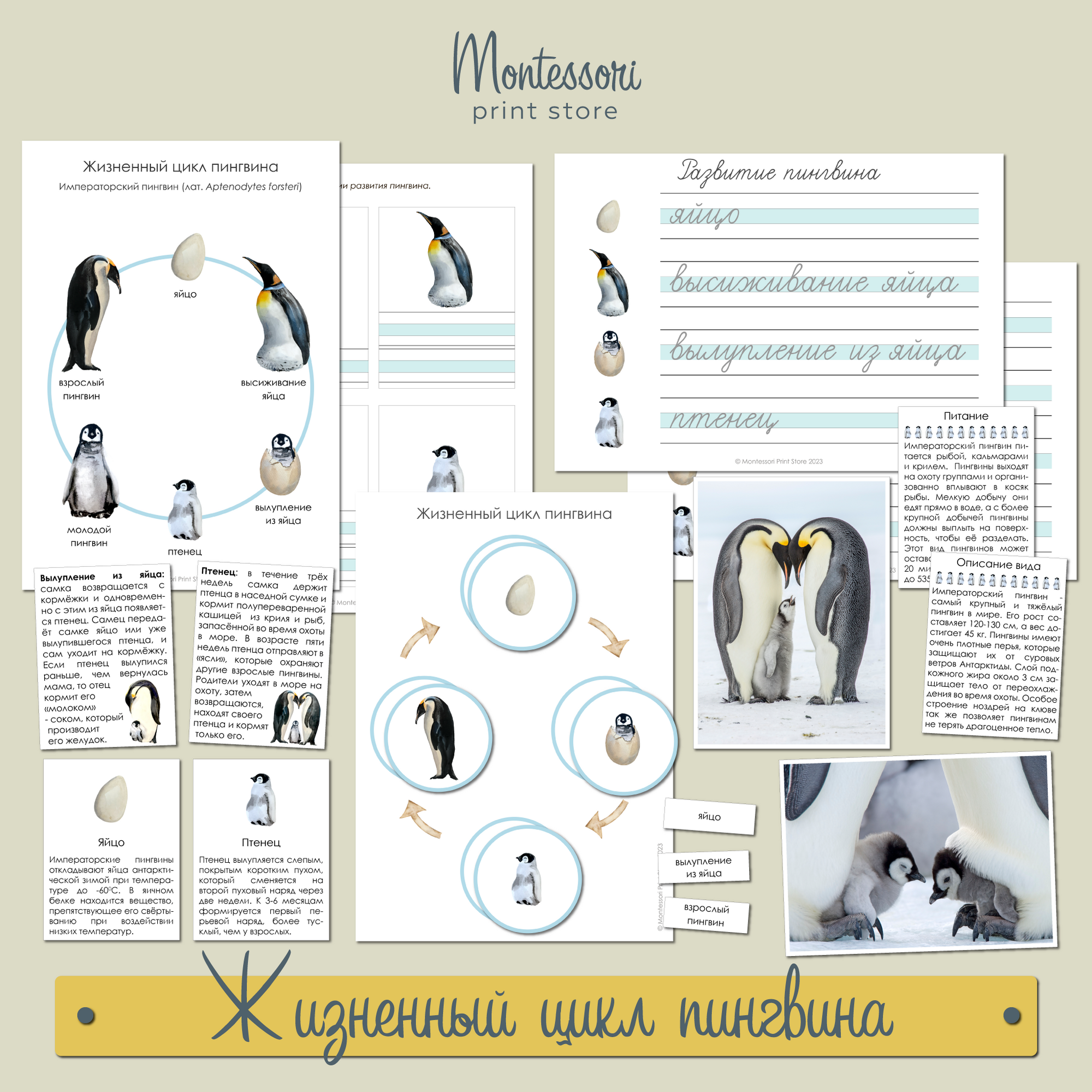 Жизненный цикл пингвина - карточки Монтессори купить и скачать