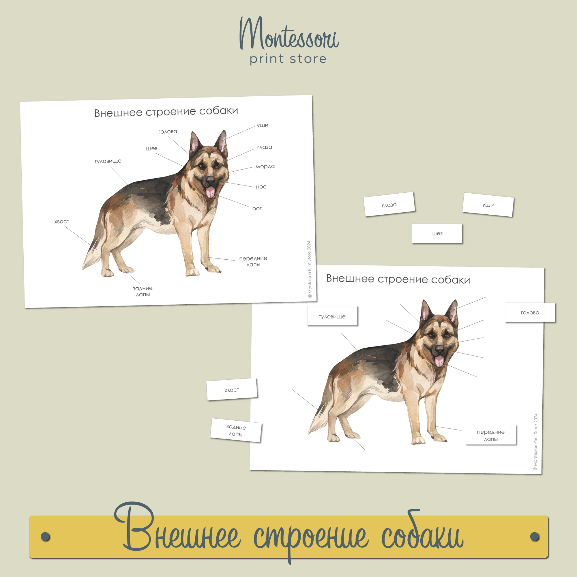 Внешнее строение собаки - карточки Монтессори купить и скачать