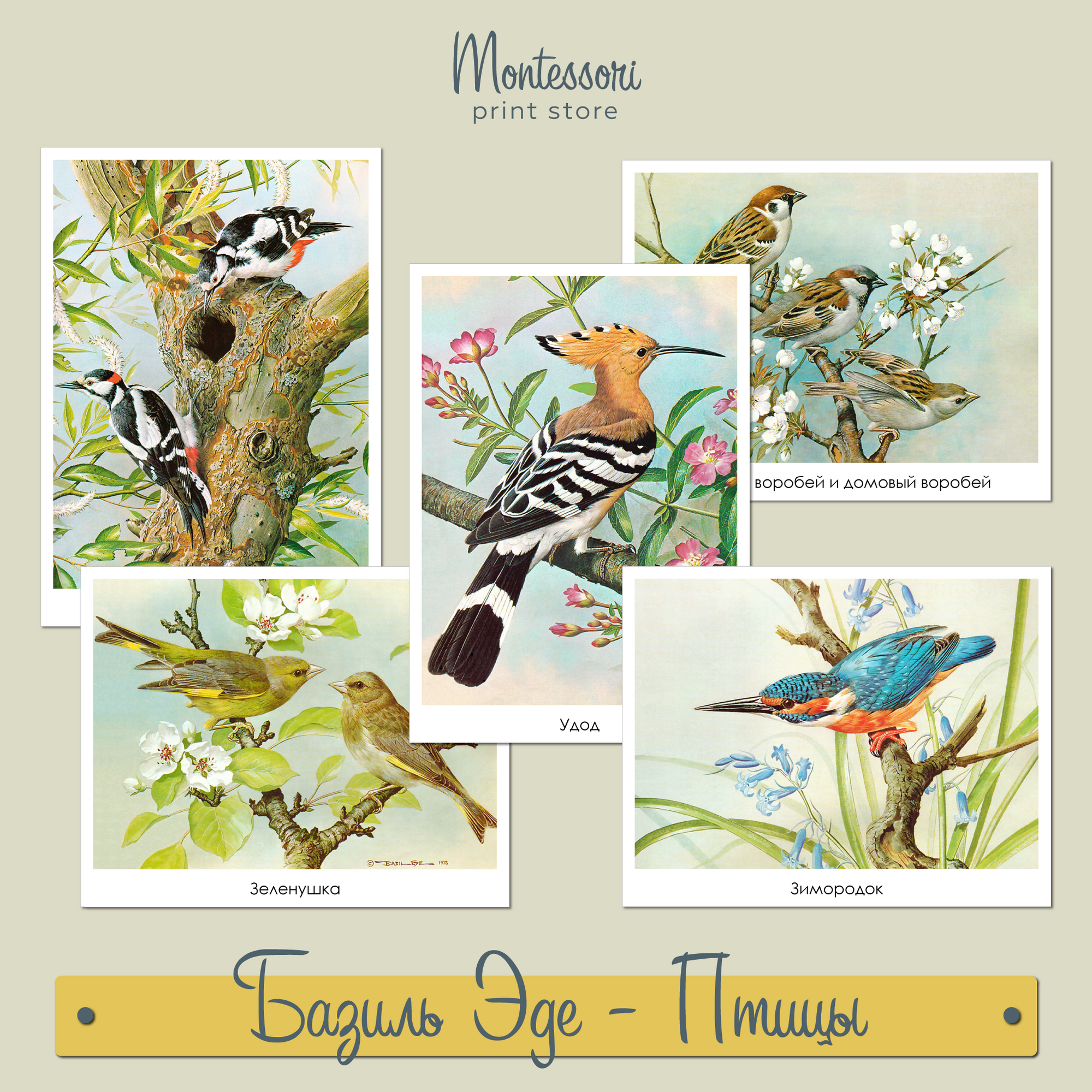 Базиль Эде (Basil Ede)  Птицы - демонстрационные карточки скачать бесплатно