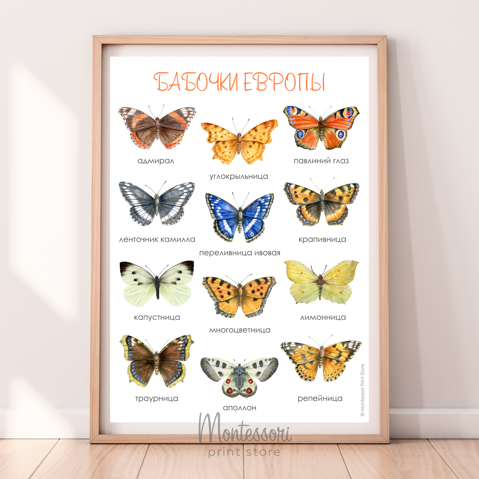 Постер Бабочки Европы - электронный постер купить и скачать