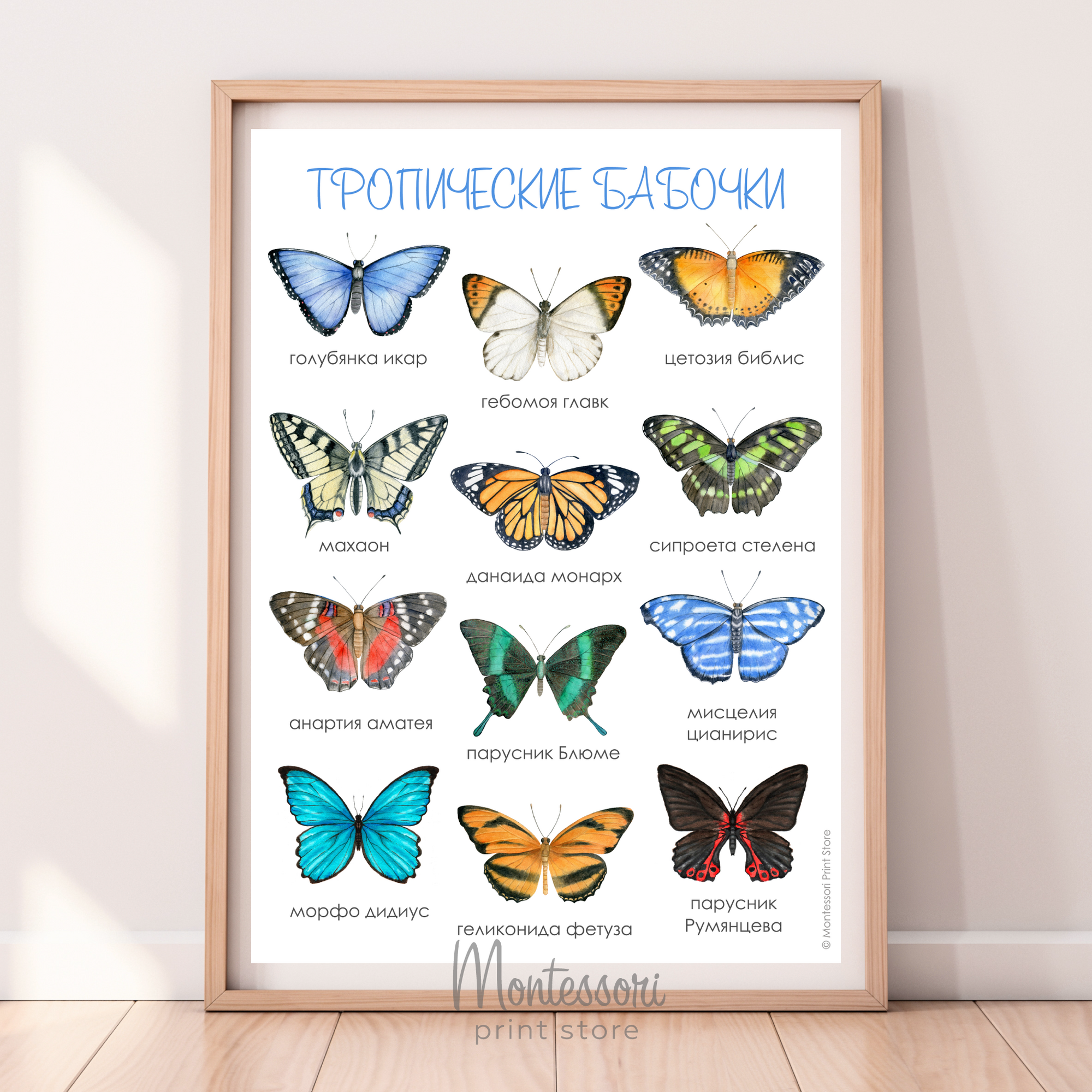 Постер Тропические бабочки - электронный постер купить и скачать