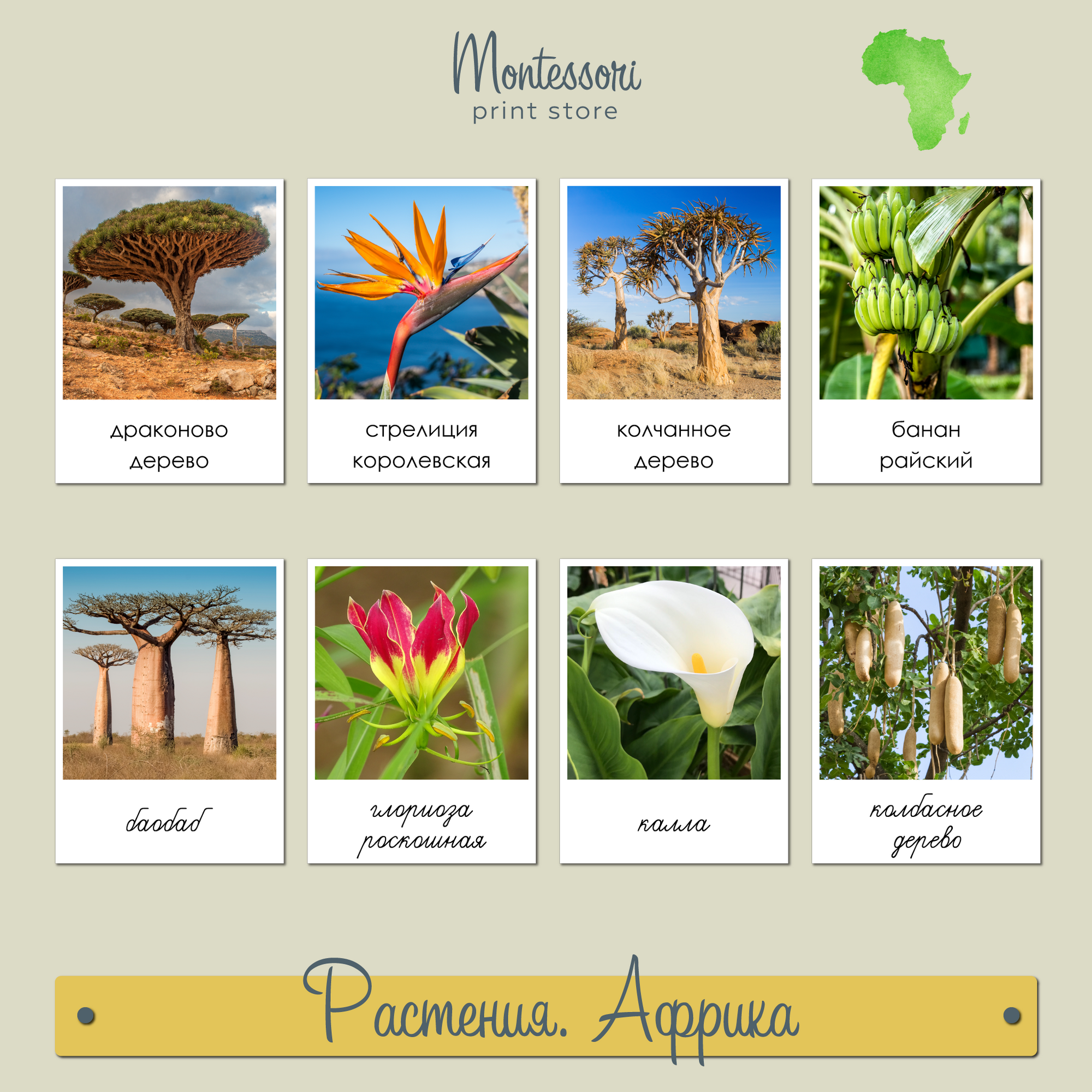 Растения Африки - карточки Монтессори география купить и скачать