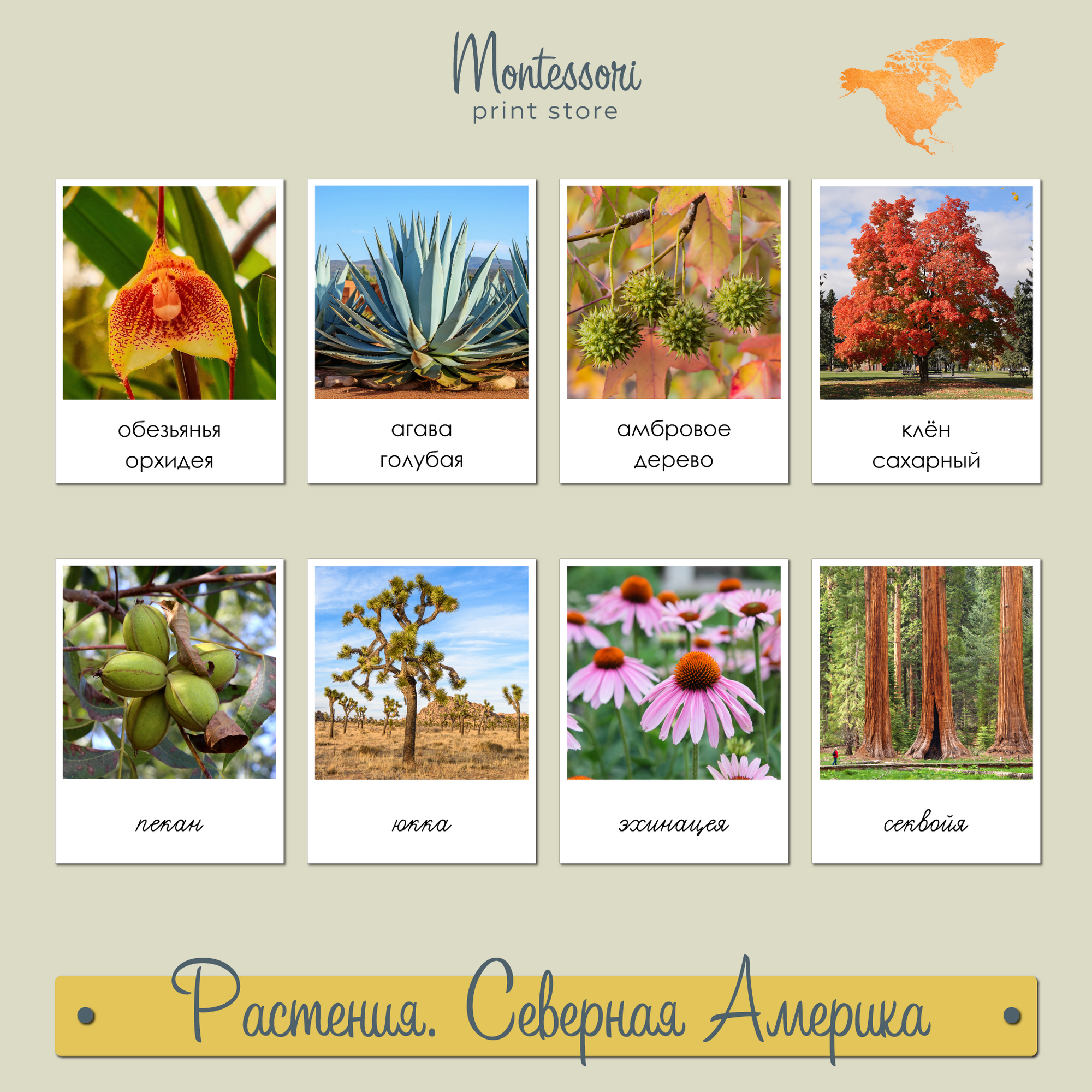 Растения Северной Америки - карточки Монтессори география купить и скачать