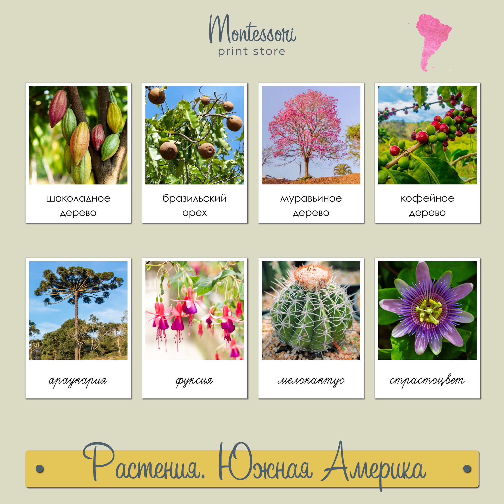Растения Южной Америки - карточки Монтессори география купить и скачать