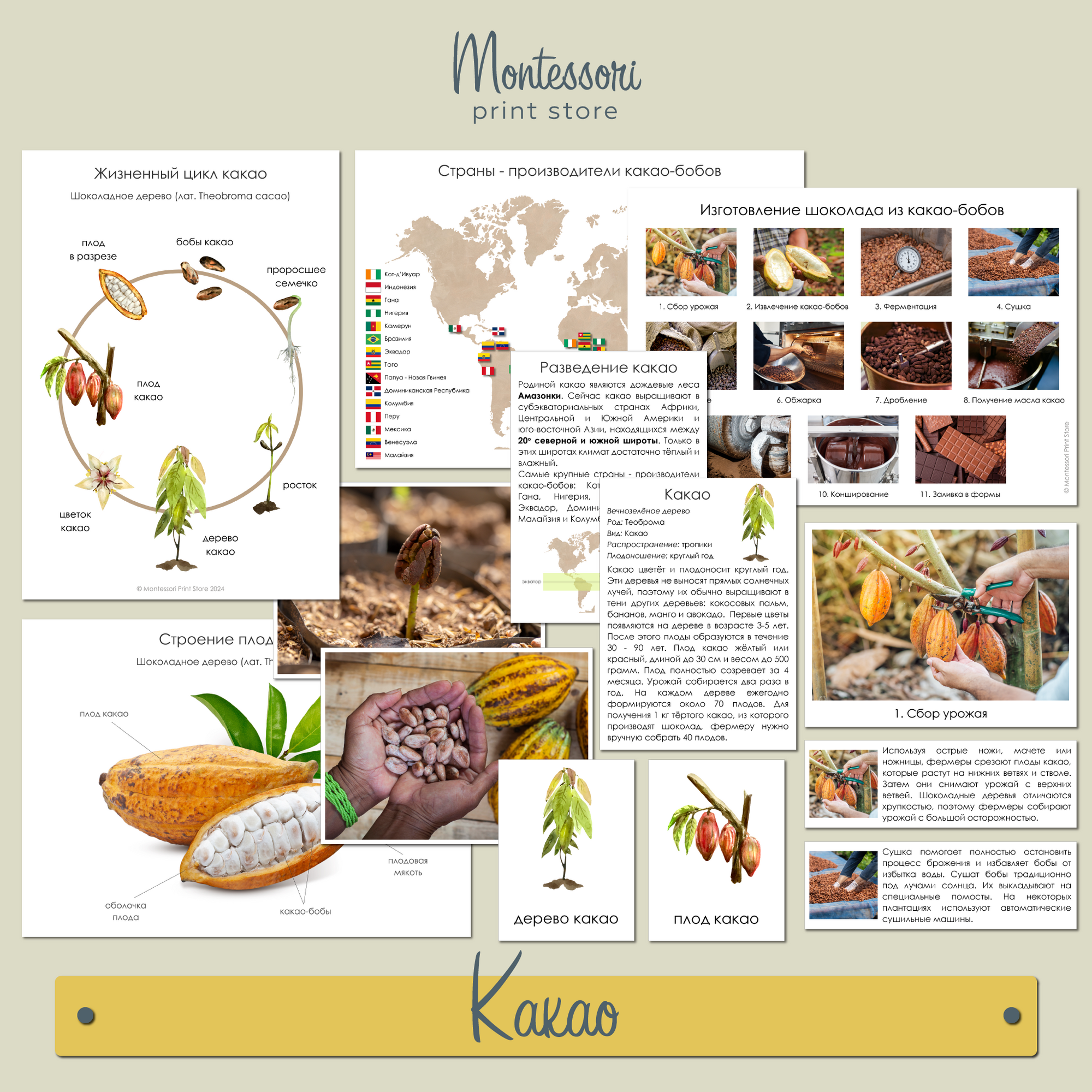 Жизненный цикл какао, Изготовление шоколада - карточки Монтессори купить и скачать