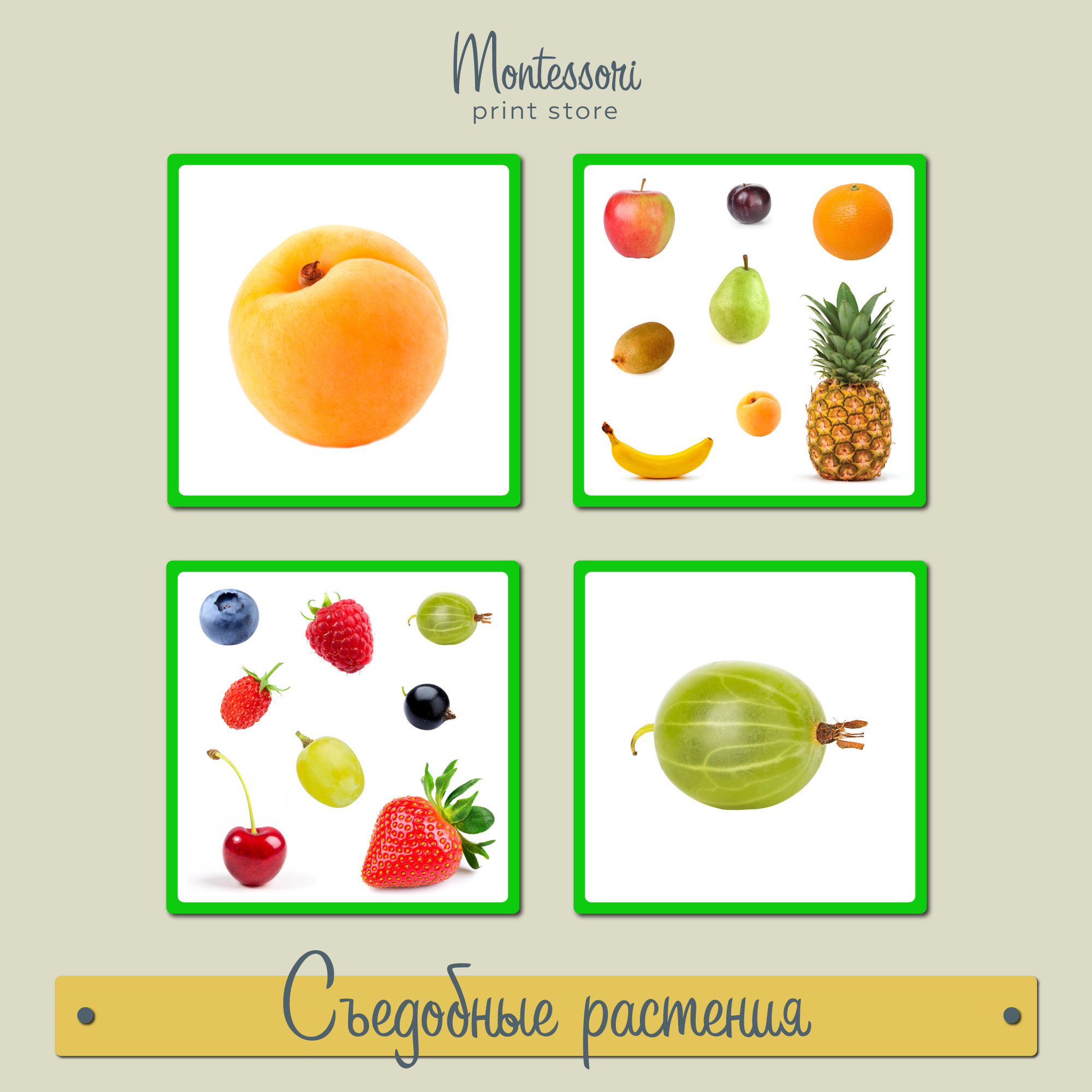 Съедобные растения - карточки Монтессори купить и скачать