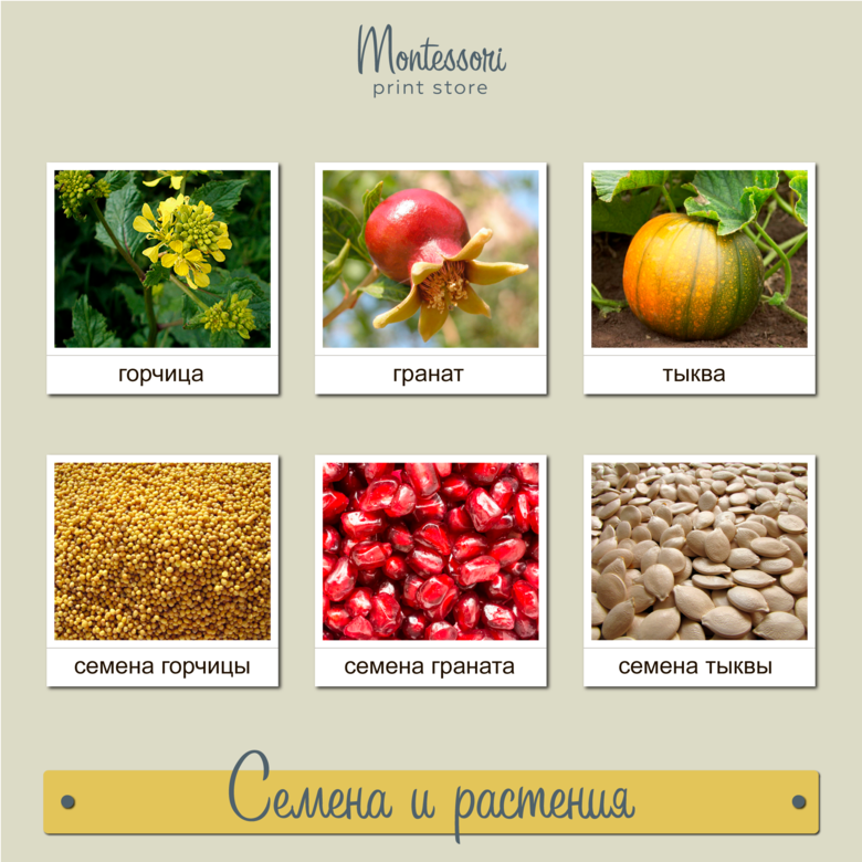 Семена и растения - карточки Монтессори купить, скачать
