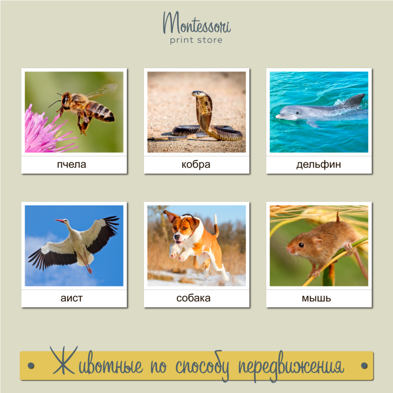 Животные по способу передвижения - карточки Монтессори купить, скачать