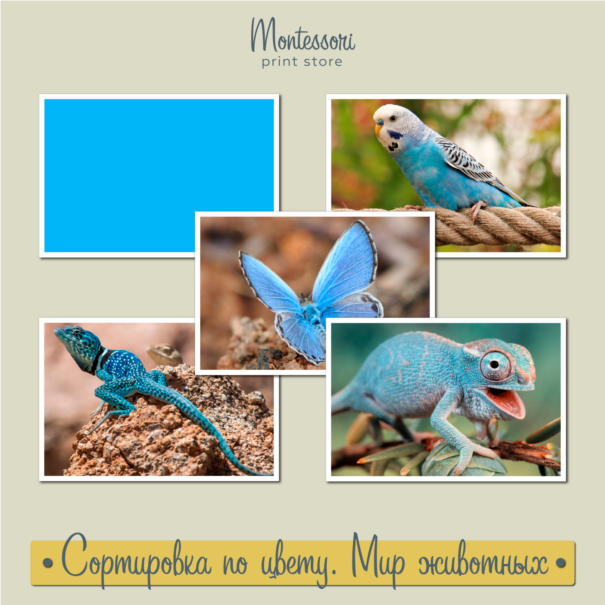 Сортировка по цвету Мир животных - карточки Монтессори купить и скачать