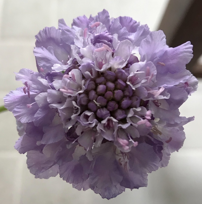 Scabiosa atropurpurea QIS Formula Mixture