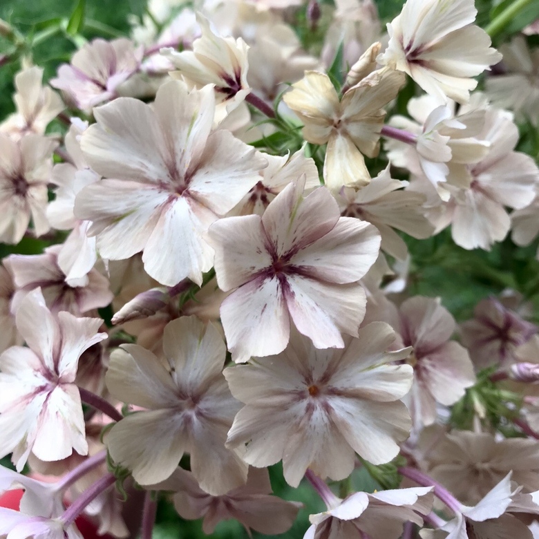 Phlox drummondii grandiflora Creme Brulee ( 50 семян)