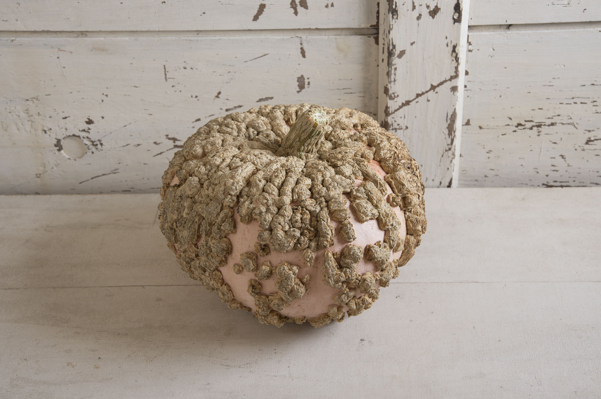 Galeux D Eysines Specialty Pumpkins