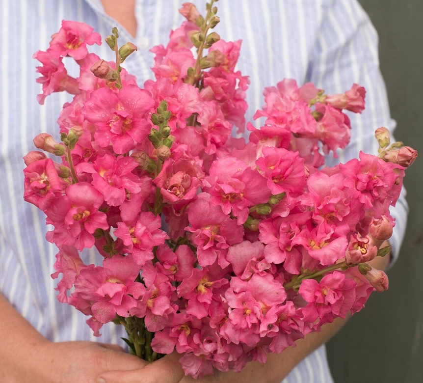 Hybrid Snapdragon Madame Butterfly Rose F1