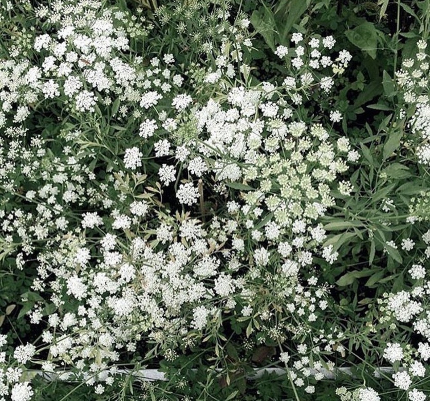 Амми маюс (Ammi majus )