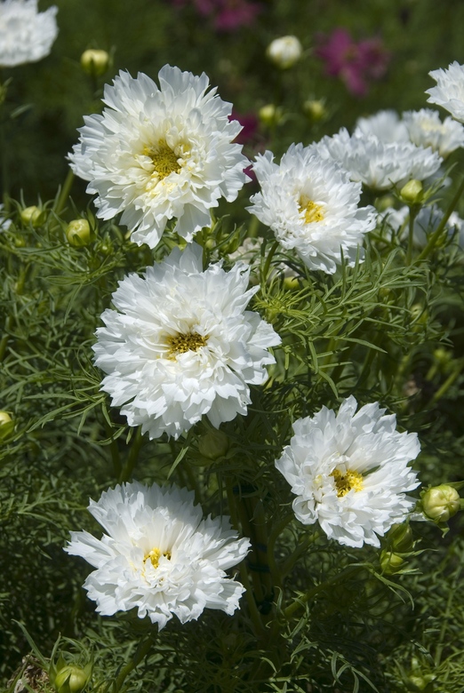 Cosmos bipinnatus double click SNOW PUFF
