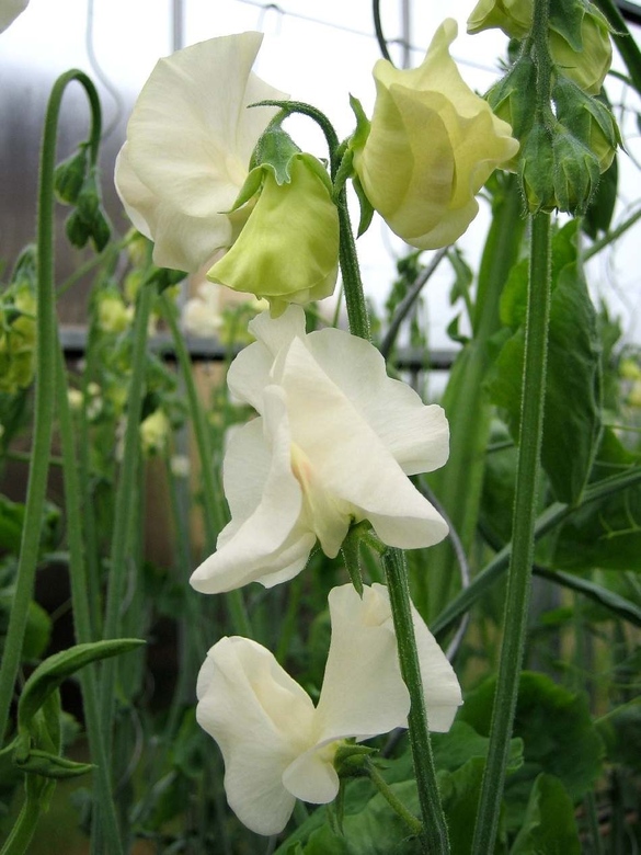 Sweet pea Winter  Sunshine (TM) Кремовый