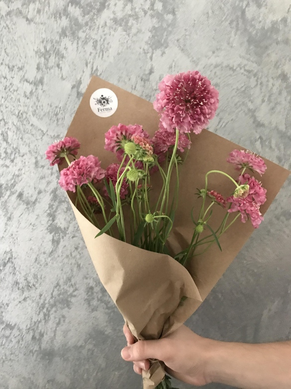 SCABIOSA ATROPURPUREA SALMON-PINK