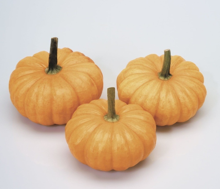 CUCURBITA JACK BE LITTLE