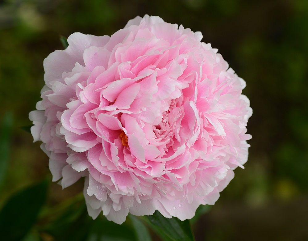 Пион Сара Бернар