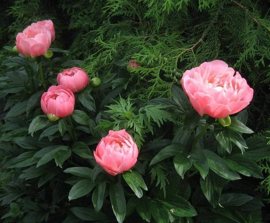 Пион Pink Hawaiian Coral