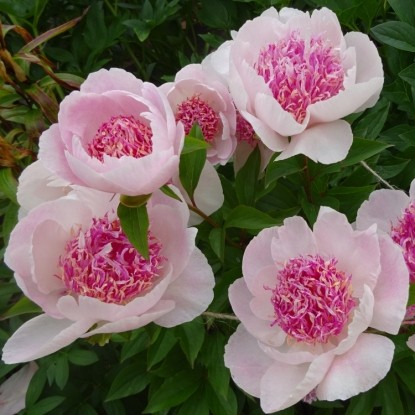 Пион Ду Телл