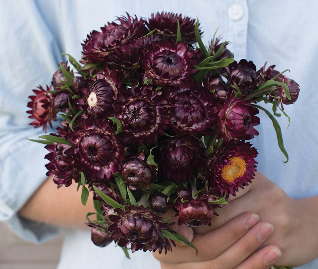 Purple Red Strawflower Seed