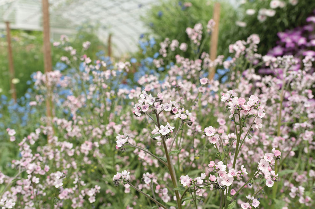 Cynoglossum Mystery Rose