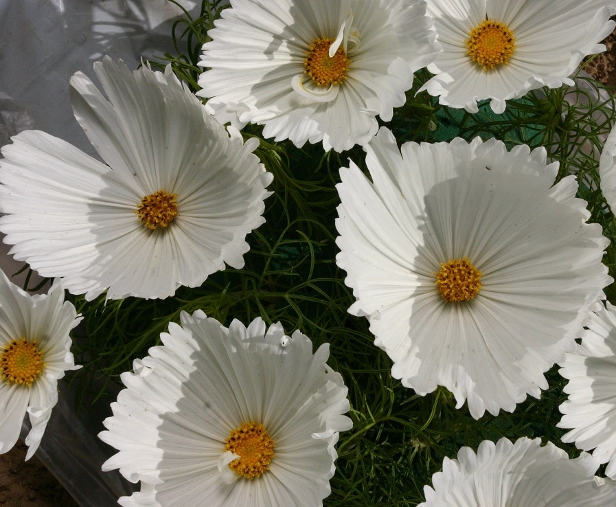 Космос капкейк Вайт (сosmos bipinnatus cupcakes white)