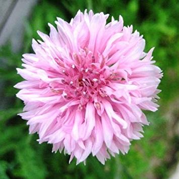 Centaurea cyanus ball pink   (250 штук)