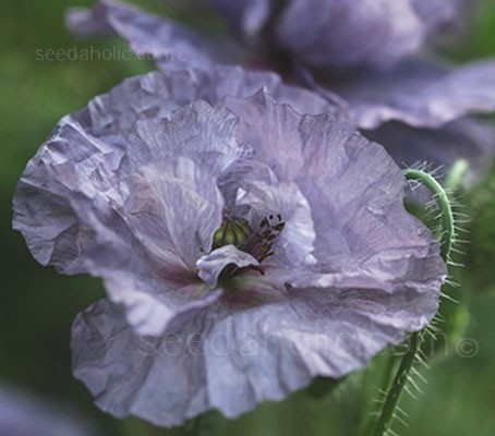 Мак голостебельный Имейзин Грей (papaver rhoeas 'Amazing Grey)