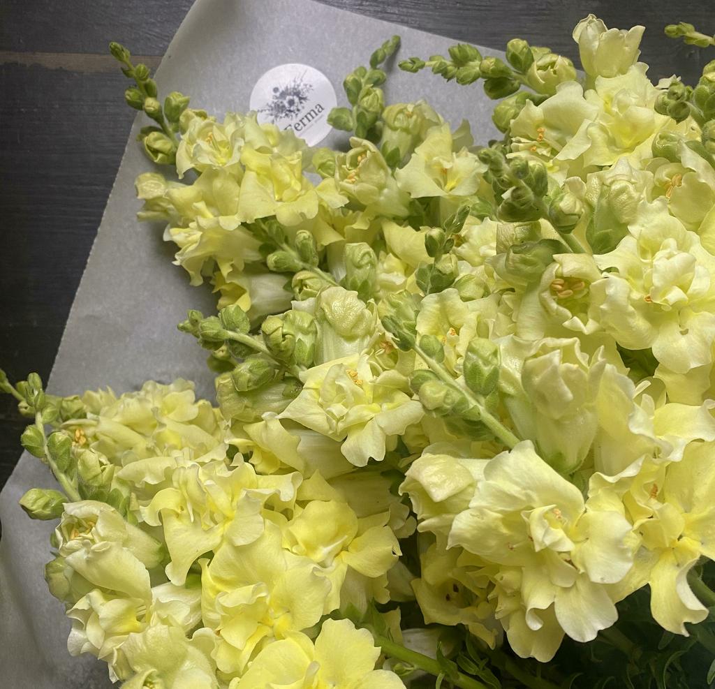 Hybrid Snapdragon Madame Butterfly YELLOW F1