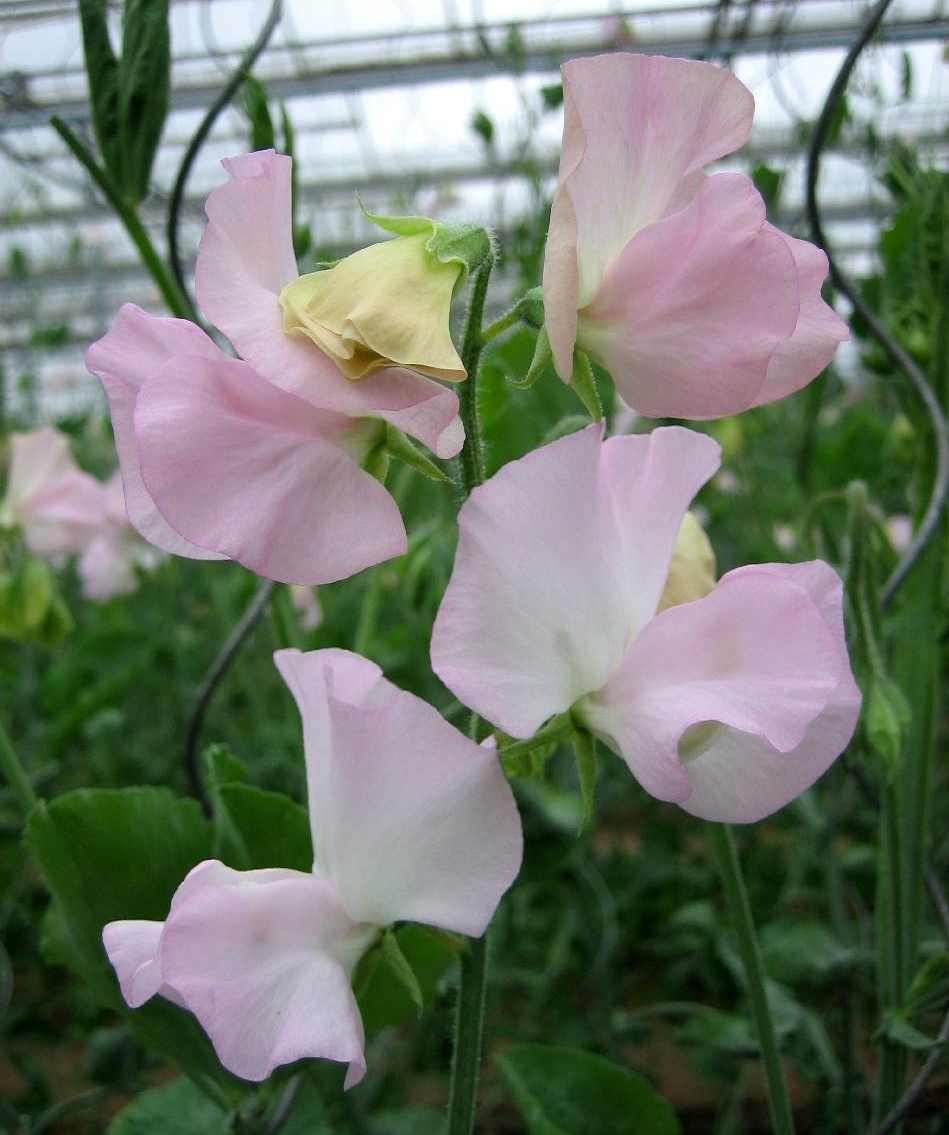 LATHYRUS odoratus SPRING SUNSHINE BLUSH