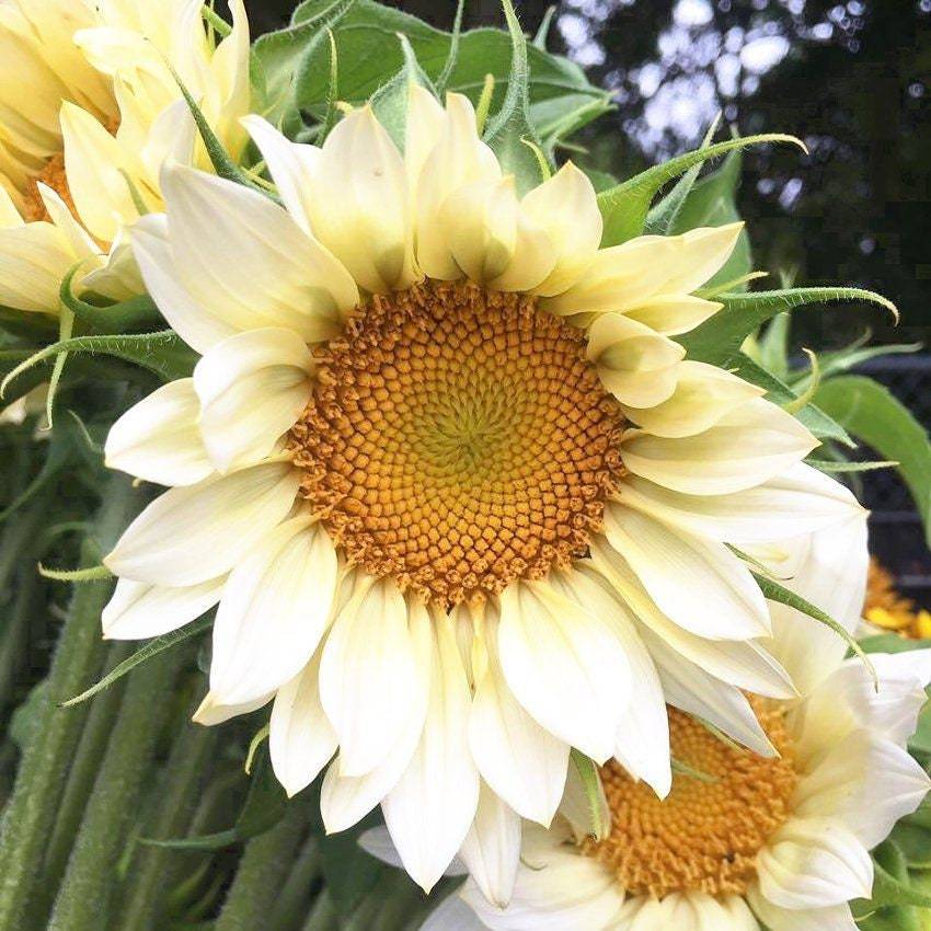 ProCut® White Lite (F1) Sunflower