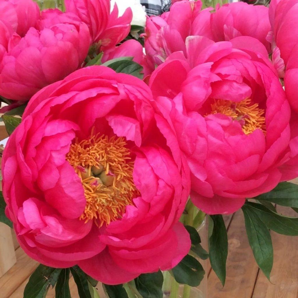 ПИОН Cytherea
