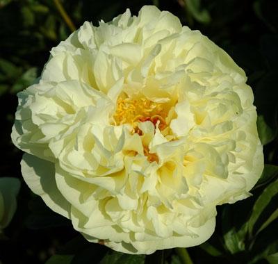 ПИОН Lemon Chiffon